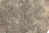 Ordovician Trilobite Mortality Plate (Pos/Neg) - Morocco #267479-3